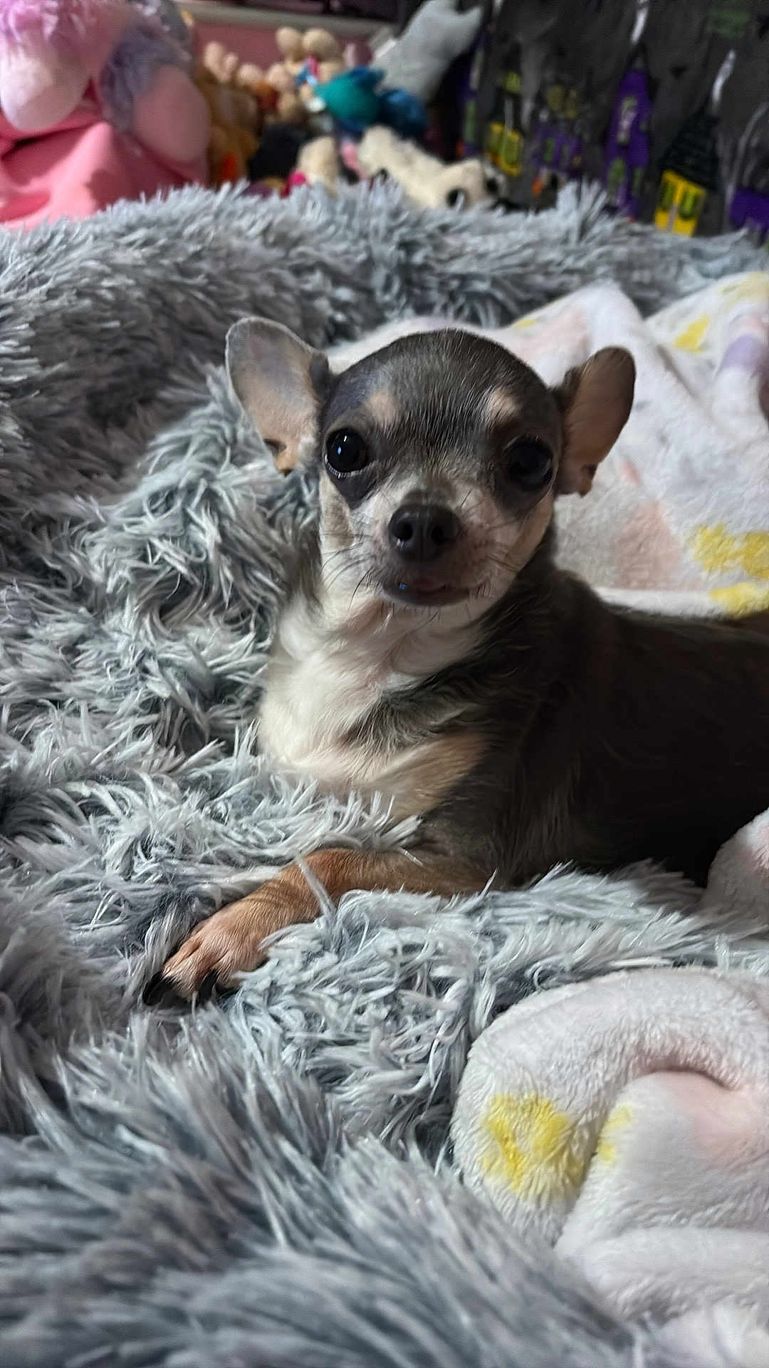 Lucy Jane Voils joined the competition — help win amazing prizes! animal, bed, blanket, chihuahua, companion, cozy, cute, dog, domestic_animal, ears, face, fur, indoors, paw, pet, relaxed, resting, small_dog, snout, soft