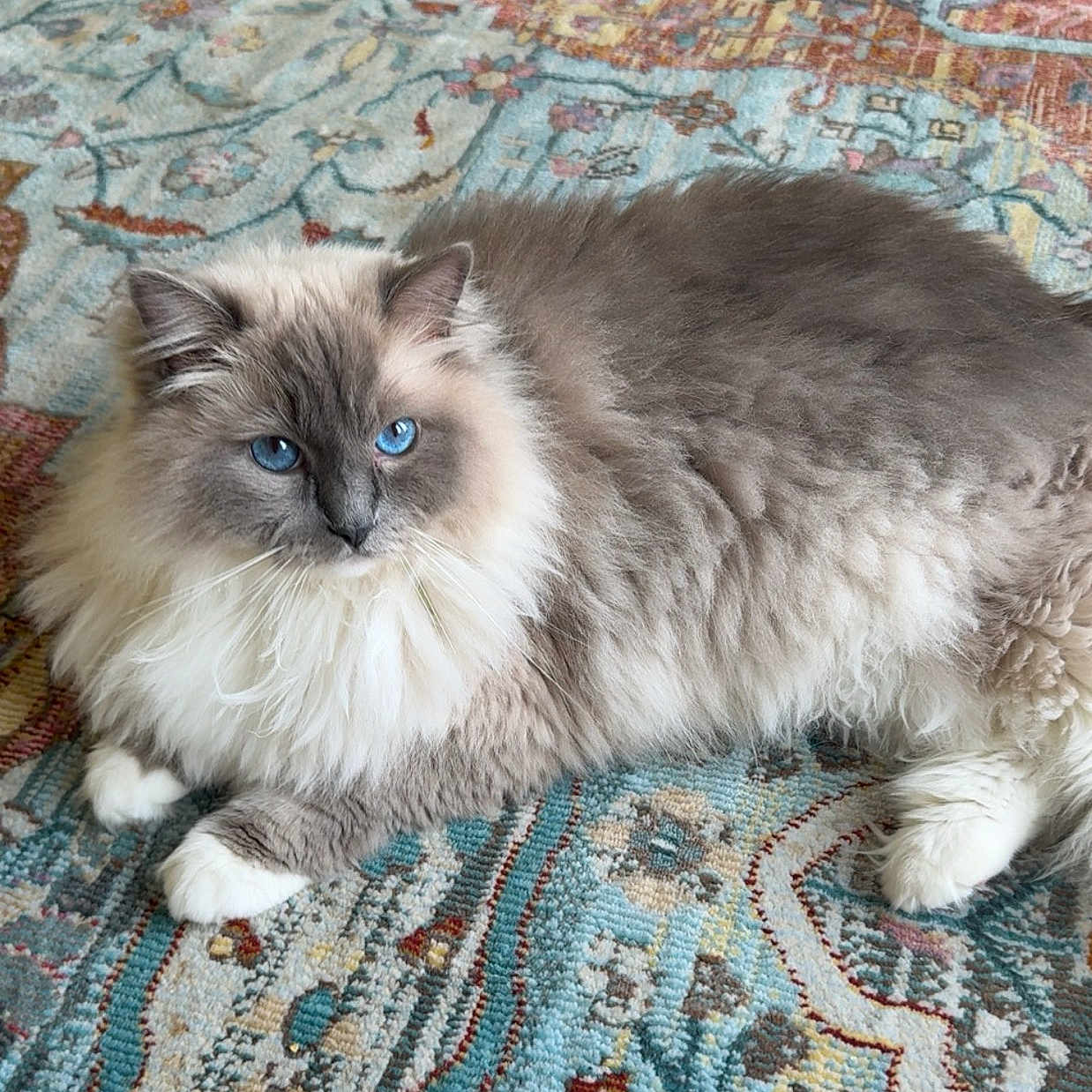 Oliver is registered to the contest to win money with this photo: cat, blue_eyes, fluffy, long_hair, pet, animal, indoor, lying_down, fur, whiskers, paws, relaxed, rug, patterned_rug, domestic_cat, mammal, cute, feline, resting, portrait