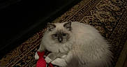 Oliver joined the competition — help win amazing prizes! cat, fluffy, toy, red_fish, carpet, indoor, pet, feline, resting, fur, animal, home, decor, mammal, cute, playful, domestic, relaxed, floor, patterned_rug