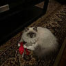 cat, fluffy, toy, red_fish, carpet, indoor, pet, feline, resting, fur, animal, home, decor, mammal, cute, playful, domestic, relaxed, floor, patterned_rug