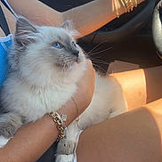 Oliver is registered to the contest to win money with this photo: cat, kitten, blue_eyes, fluffy, pet, lap, person, arm, bracelets, car_interior, seatbelt, sunlight, shorts, casual, relaxed, domestic_animal, cute, feline, indoor, comfort