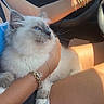 cat, kitten, blue_eyes, fluffy, pet, lap, person, arm, bracelets, car_interior, seatbelt, sunlight, shorts, casual, relaxed, domestic_animal, cute, feline, indoor, comfort