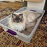 Oliver joined the competition — help win amazing prizes! cat, fluffy, storage_bin, carpet, indoor, pet, animal, feline, relaxed, home, floor, box, container, curious, sitting, long_hair, whiskers, ears, tail, domestic