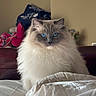 Oliver is registered to the contest to win money with this photo: cat, ragdoll_cat, blue_eyes, fluffy, pet, indoor, bed, blanket, furniture, domestic_animal, whiskers, animal_portrait, soft_light, cozy, cute, fur, mammal, resting, looking, closeup