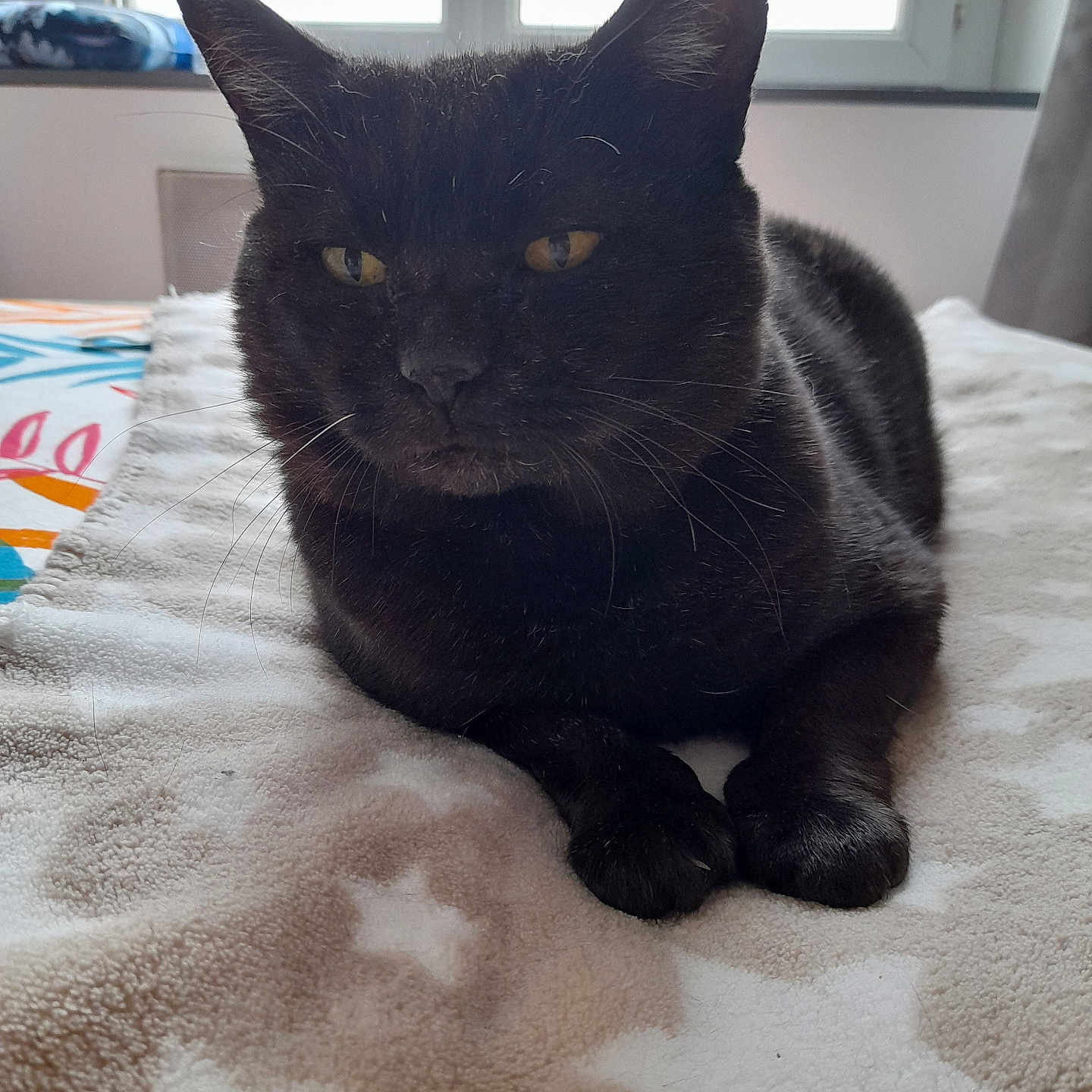 Milo a rejoint le concours — aidez-le/la à gagner de superbes lots ! abyssinian, animal, bed, bedroom, blackcat, blanket, cat, couch, furniture, hardwood, homedecor, indoors, kitten, manx, pet, quilt, room, siamese, wood