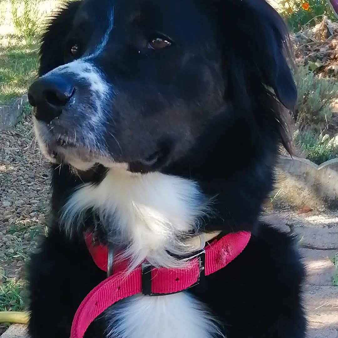 Ostara a rejoint le concours — aidez-le/la à gagner de superbes lots ! accessories, animal, ball, canine, cockerspaniel, collar, dog, eskimodog, goldenretriever, grass, hound, husky, labradorretriever, leash, pet, plant, puppy, sport, tennis, tennisball