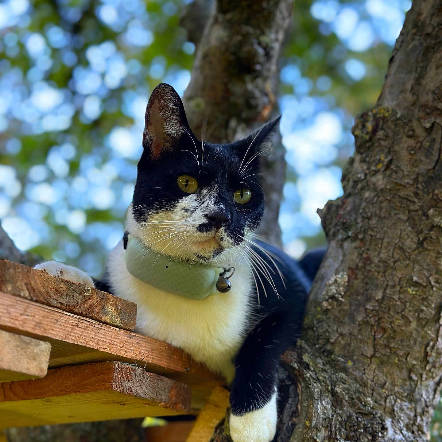 Tao a rejoint le concours — aidez-le/la à gagner de superbes lots ! abyssinian, accessories, animal, architecture, blackcat, building, cat, house, housing, kitten, manx, pet, plant, plywood, porch, siamese, strap, tree, treetrunk, wood