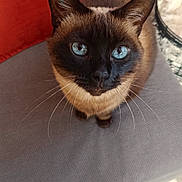 June participe au concours pour gagner de l'argent avec cette photo : cat, siamese_cat, blue_eyes, whiskers, ears, face, pet, indoor, cushion, chair, orange_background, basket, fur, looking_up, close_up, home, cozy, feline, animal, curious