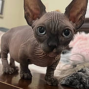 Tyrion is registered to the contest to win money with this photo: animal, big_eyes, blurred_background, cat, close_up, curious, domestic_animal, ears, face, feline, hairless, indoor, looking, pet, portrait, skin, sphynx_cat, table, whiskers, wooden_surface