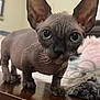 animal, big_eyes, blurred_background, cat, close_up, curious, domestic_animal, ears, face, feline, hairless, indoor, looking, pet, portrait, skin, sphynx_cat, table, whiskers, wooden_surface