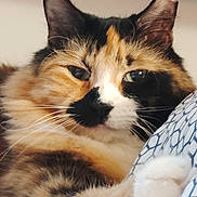 Jaden is registered to the contest to win money with this photo: adorable, animal, bedding, blanket, calico_cat, cat, close_up, ears, eyes, feline, fluffy, fur, indoor, lying_down, nose, paws, pet, portrait, relaxed, whiskers