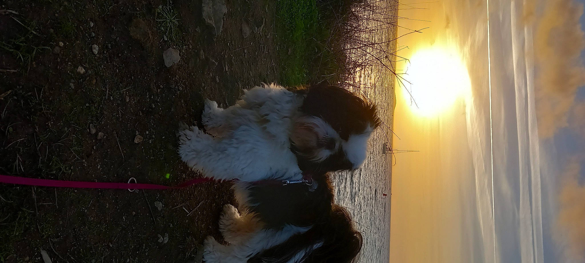 Rina participe au concours pour gagner de l'argent avec cette photo : asphalt, canidae, carnivore, companion_dog, dog_breed, fawn, fur, heat, lens_flare, paw, road_surface, shadow, snout, soil, sporting_group, tail, tints_and_shades, whiskers, window, wood