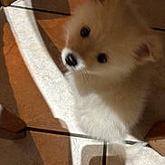 Alaska participe au concours pour gagner de l'argent avec cette photo : puppy, dog, fluffy, fur, pet, indoor, tile_floor, shadow, cute, animal, small_dog, light, looking_up, adorable, domestic_animal, young_dog, canine, furry, companion, blurred