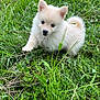 Alaska participe au concours pour gagner de l'argent avec cette photo : puppy, dog, grass, greenery, outdoor, cute, fluffy, animal, pet, nature, small, young, walking, curious, field, fur, adorable, mammal, playful, eyes