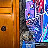 Nugget joined the competition — help win amazing prizes! cat, tabby_cat, sleeping, hanging, cabinet, wooden_furniture, drawer, indoors, comic_book, television, colorful, screen, cups, plastic_cup, home, furniture, vertical_photo, relaxed, funny_pose, household_objects