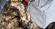 Nugget joined the competition — help win amazing prizes! cat, kitten, tortoiseshell, mother_cat, sleeping, sleepy, lying_down, pet, feline, fur, whiskers, collar, tag, strawberry, blanket, bed, indoors, cozy, cuddling, adorable