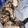 adorable, bed, blanket, cat, collar, cozy, cuddling, feline, fur, indoors, kitten, lying_down, mother_cat, pet, sleeping, sleepy, strawberry, tag, tortoiseshell, whiskers