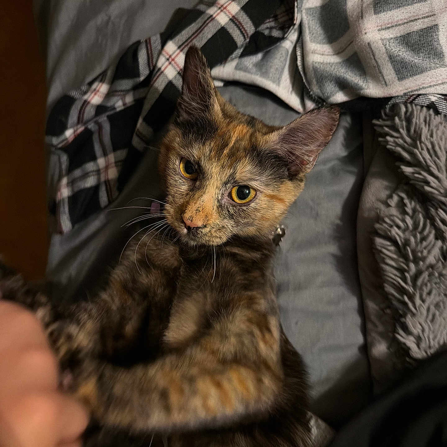 Nugget