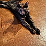 Nugget is registered to the contest to win money with this photo: cat, tortoiseshell_cat, kitten, pet, animal, feline, lying_down, stretching, front_legs, tail, ears, whiskers, eyes, collar, bell, wooden_floor, indoor, warm_lighting, close_up, portrait