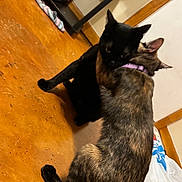 Nugget joined the competition — help win amazing prizes! cat, cats, black_cat, tortoiseshell_cat, animal, pet, feline, cuddling, playing, wrestling, indoors, wooden_floor, home, portrait, close_up, ears, tail, fur, purple_collar, affection