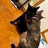 affection, animal, black_cat, cat, cats, close_up, cuddling, ears, feline, fur, home, indoors, pet, playing, portrait, purple_collar, tail, tortoiseshell_cat, wooden_floor, wrestling