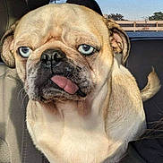 Rue Rue joined the competition — help win amazing prizes! animal, blue_eyes, car_interior, close_up, cute, daylight, dog, domestic_animal, ears, face, funny_expression, fur, light_tan, nose, pet, portrait, pug, sitting, tongue_out, window
