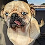 animal, blue_eyes, car_interior, close_up, cute, daylight, dog, domestic_animal, ears, face, funny_expression, fur, light_tan, nose, pet, portrait, pug, sitting, tongue_out, window