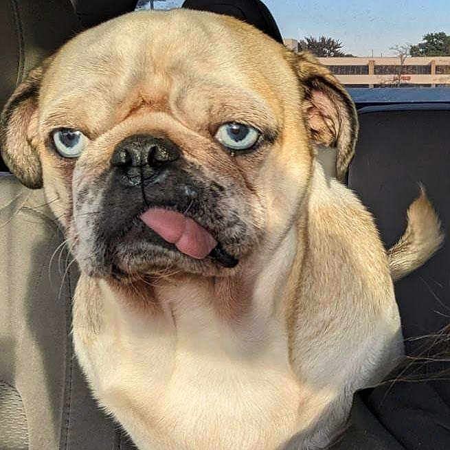 Rue Rue joined the competition — help win amazing prizes! animal, blue_eyes, car_interior, close_up, cute, daylight, dog, domestic_animal, ears, face, funny_expression, fur, light_tan, nose, pet, portrait, pug, sitting, tongue_out, window