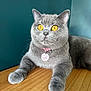 cat, gray_cat, amber_eyes, collar, bell, paw_print_tag, wooden_surface, teal_wall, pet, feline, domestic_cat, whiskers, curious, fluffy, close_up, indoor, laying_down, cute, animal, portrait