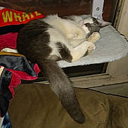 Pollo joined the competition — help win amazing prizes! animal, blanket, cat, comfort, cozy, cushion, domestic, fur, furniture, household, indoor, perch, pet, relaxation, resting, sleeping, soft, tabby, tail, window
