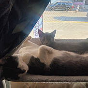 Pollo And Rambo joined the competition — help win amazing prizes! black_and_white_cat, cat, cats, cozy, curtain, daylight, domestic_animal, feline, gray_cat, home, indoor, perch, pet, relaxing, resting, screen, sleeping, sunlight, two_cats, window