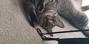 Jingle Belle joined the competition — help win amazing prizes! cat, tabby, pet, playful, carpet, indoor, animal, feline, paw, blur, curious, brown, striped, whiskers, ears, eyes, floor, relaxed, young, cute