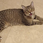 Jingle Belle joined the competition — help win amazing prizes! cat, tabby, pet, animal, feline, indoor, floor, tile, lying_down, looking_up, curious, whiskers, ears, paws, fur, striped, mouth_open, alert, domestic_cat, cute
