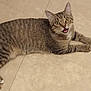 cat, tabby, pet, animal, feline, indoor, floor, tile, lying_down, looking_up, curious, whiskers, ears, paws, fur, striped, mouth_open, alert, domestic_cat, cute