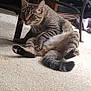 cat, tabby, carpet, indoor, furniture, wood, power_outlet, curious, pet, animal, sitting, legs_spread, floor, whiskers, ears, tail, domestic, home, cute, looking