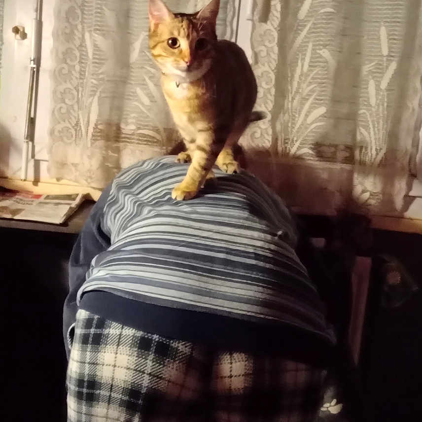 Vaillana a rejoint le concours — aidez-le/la à gagner de superbes lots ! abyssinian, adult, animal, blanket, cat, chair, clothing, couch, curtain, furniture, homedecor, kitten, linen, male, man, manx, pants, person, pet, tartan