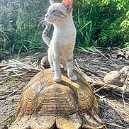 Yang is registered to the contest to win money with this photo: cat, tortoise, animal, outdoor, nature, sunlight, greenery, wildlife, pet, reptile, mammal, shell, fur, whiskers, eyes, ground, leaves, daylight, cute, curious