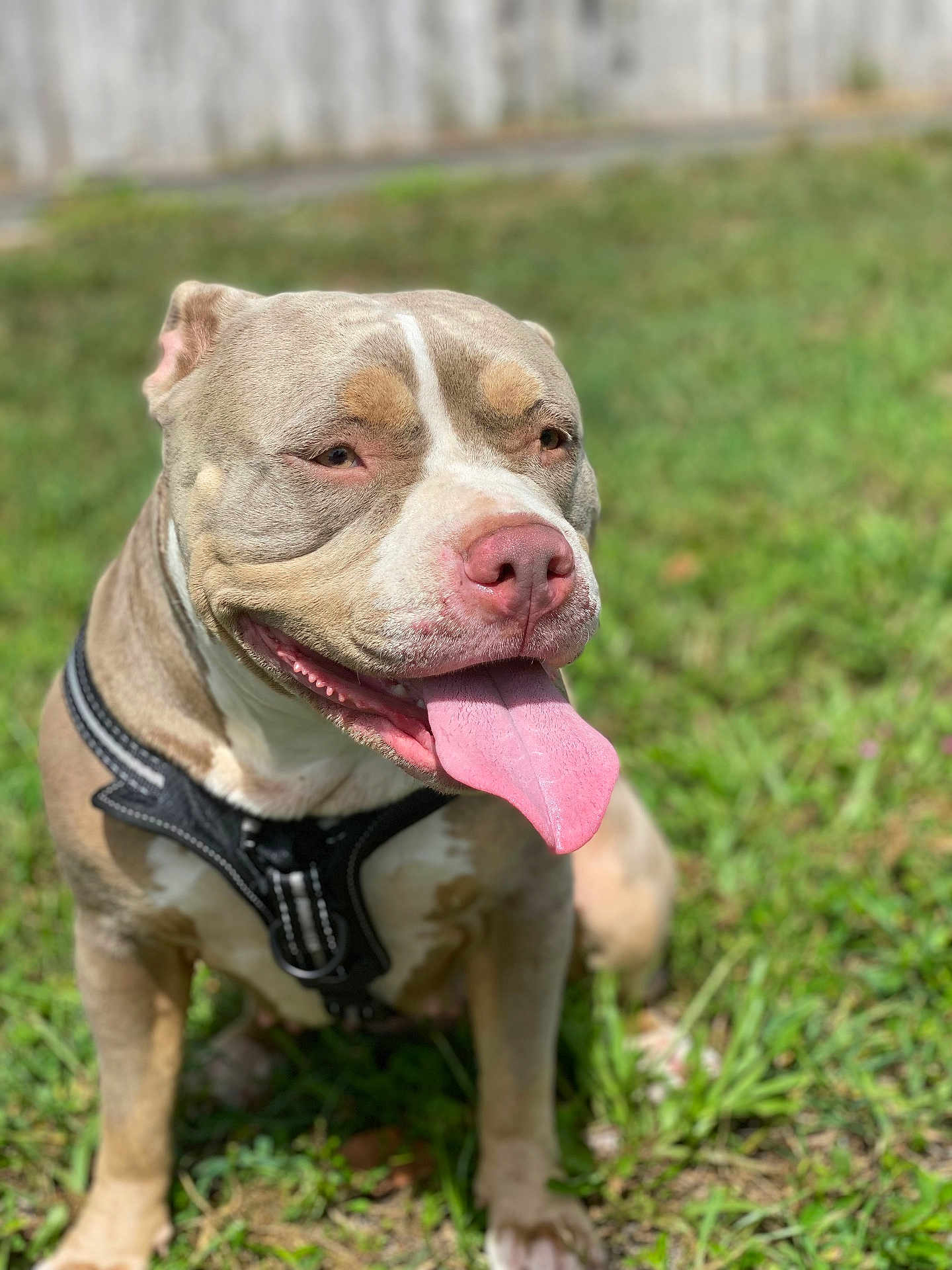 Ryain is registered to the contest to win money with this photo: dog, pit_bull, tongue_out, harness, grass, outdoor, pet, canine, animal, happy, sunlight, brown, white, close_up, sitting, nature, daylight, friendly, cute, portrait
