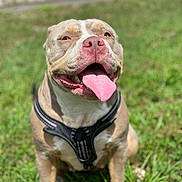 Ryain is registered to the contest to win money with this photo: dog, pitbull, tongue_out, happy, smiling, outdoor, grass, sunlight, canine, pet, animal, sitting, harness, cute, friendly, closeup, summer, nature, playful, domestic