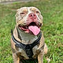 animal, canine, closeup, cute, dog, domestic, friendly, grass, happy, harness, nature, outdoor, pet, pitbull, playful, sitting, smiling, summer, sunlight, tongue_out