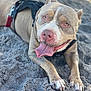 Ryain is registered to the contest to win money with this photo: dog, pitbull, sand, beach, tongue_out, happy, pet, animal, canine, outdoor, playful, close_up, brown_fur, white_paws, harness, lying_down, sunlight, nature, friendly, tongue