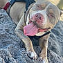 animal, beach, canine, close_up, cute, daytime, dog, happy, harness, nature, outdoor, pet, playful, relaxed, sand, sandy_paws, smiling, summer, tongue, tongue_out