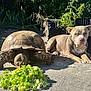 Ryain is registered to the contest to win money with this photo: tortoise, dog, lettuce, sunlight, outdoor, animal, reptile, pet, nature, relaxed, calm, leafy, friendship, munching, resting, side_by_side, garden, daylight, concrete, shade