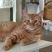 Queso joined the competition — help win amazing prizes! cat, ginger_cat, tabby, indoor, table, furniture, basket, floor, curious, pet, animal, whiskers, relaxed, ears, eyes, paws, domestic, mammal, closeup, home