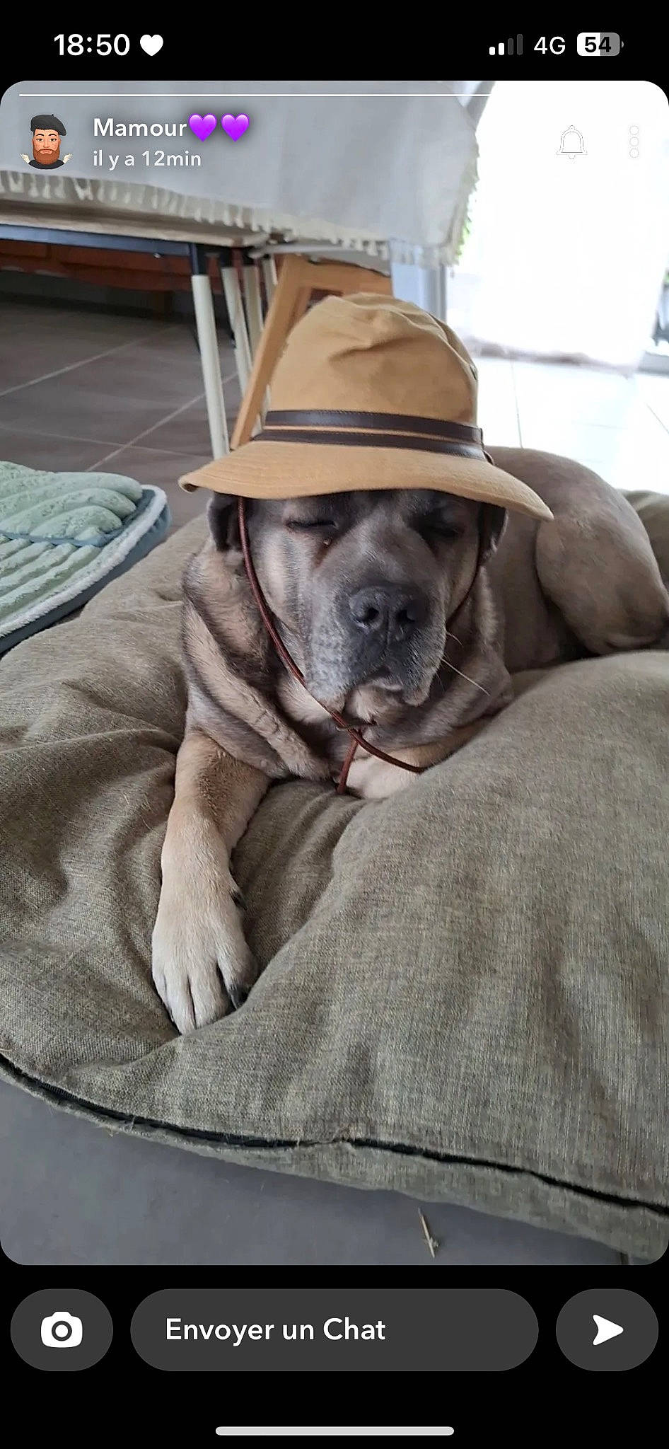 Otho participe au concours pour gagner de l'argent avec cette photo : canidae, carnivore, comfort, companion_dog, cowboy_hat, dog, dog_breed, dog_collar, fawn, fedora, grey, hat, linens, liver, snout, sporting_group, sun_hat, whiskers, working_animal, wrinkle