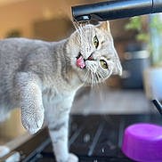 Ruby a rejoint le concours — aidez-le/la à gagner de superbes lots ! cat, gray_cat, fluffy, furry, tongue_out, licking, grooming, whiskers, yellow_eyes, indoor, faucet, sink, plumbing, pet, animal, close_up, portrait, soft_focus, purple_object, funny_pose