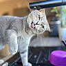 cat, gray_cat, fluffy, furry, tongue_out, licking, grooming, whiskers, yellow_eyes, indoor, faucet, sink, plumbing, pet, animal, close_up, portrait, soft_focus, purple_object, funny_pose