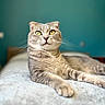 cat, tabby, silver_fur, golden_eyes, whiskers, paw, portrait, close_up, indoor, bed, bedding, lounging, sitting, relaxed, alert, pet, feline, soft_focus, teal_background, photography