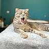 cat, yawning, sleepy, bed, blanket, indoors, portrait, close_up, tabby, gray_cat, pet, animal, whiskers, paws, lying_down, relaxed, teal_background, shallow_depth_of_field, cozy, photography
