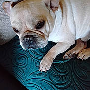 Ringo is registered to the contest to win money with this photo: dog, french_bulldog, pet, close_up, indoor, resting, paw, face, fur, animal, cute, wrinkles, cushion, textured, teal, expression, portrait, companion, canine, relaxed